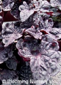 Coleus 'Othello'